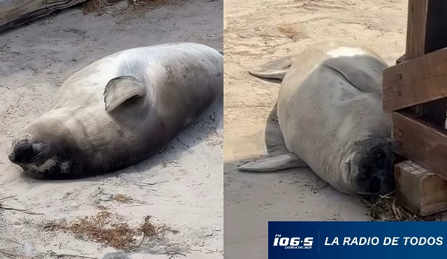 Francisca elefante marino 