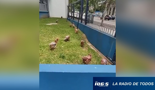 gallinas nacional
