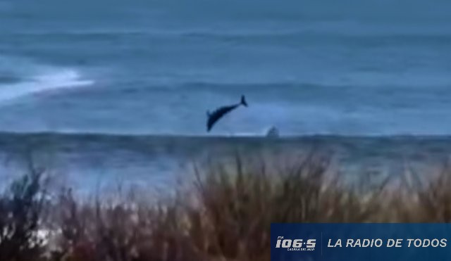 Delfín en José Ignacio