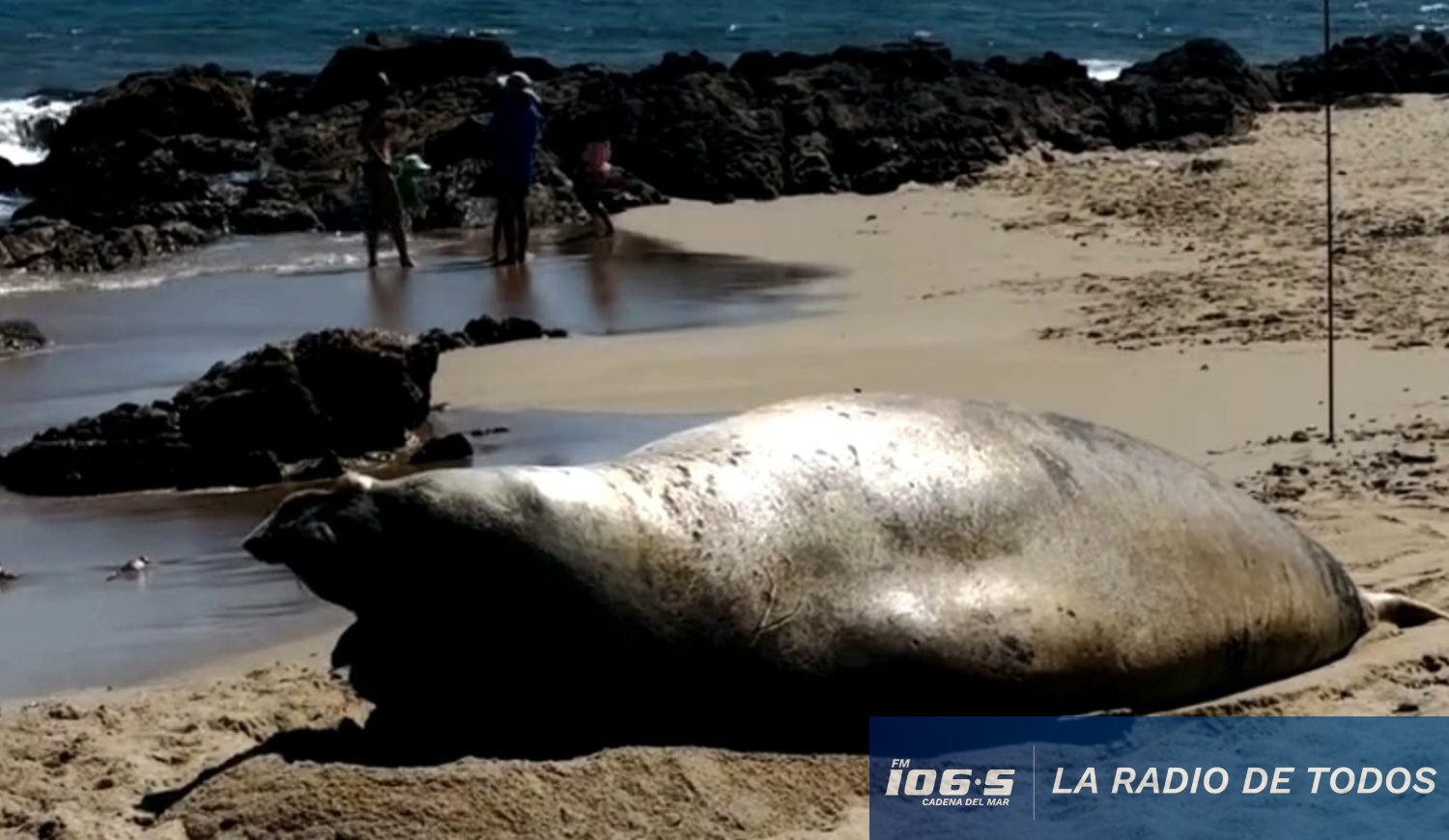 Elefante marino el chorro