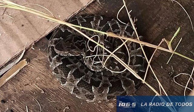 Yarara Sauce de Portezuelo