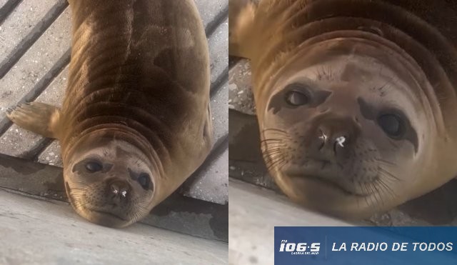 Francisca Feliz Año