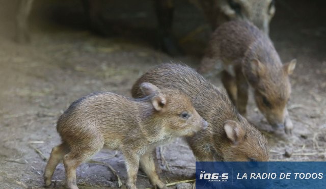 CERRO PAN DE AZUCAR NACIMIENTOS