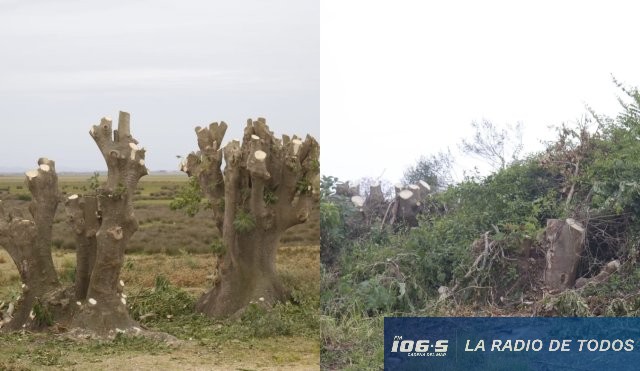 Árboles tala Arroyo 