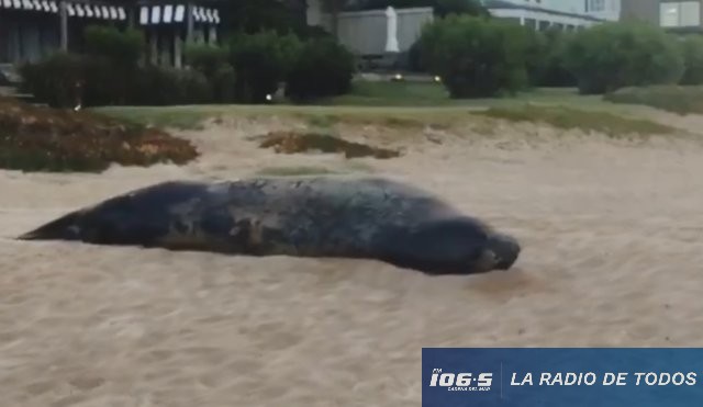 elefante marino el chorro