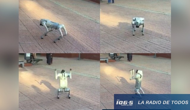 PERRO ROBOT