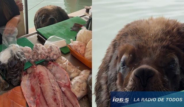 León Marino en el puerto 