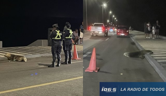 Lobo marino Rambla PDE