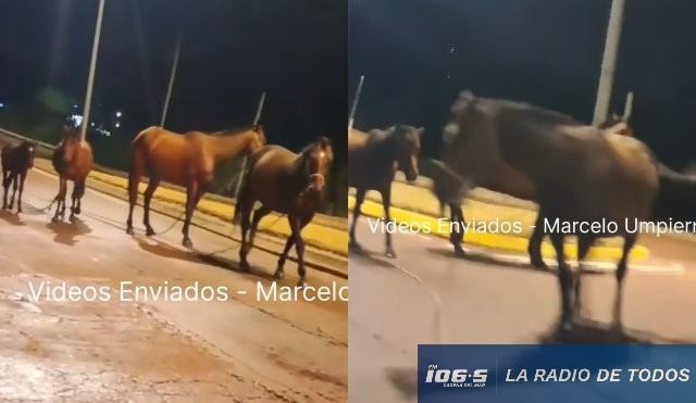 Caballos en la perimetral
