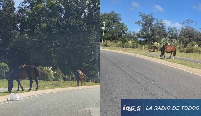 Caballos Avenida Aigua y Tacuabe 