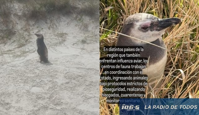 PINGUINO DE MAGALLANES