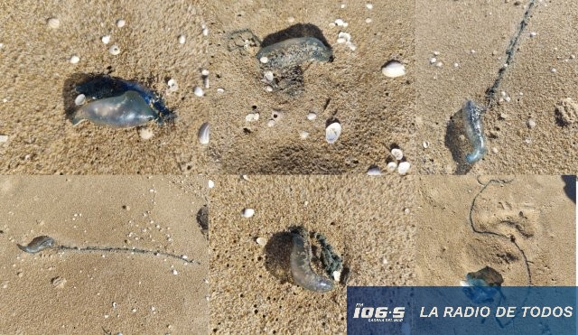 fragatas portuguesas