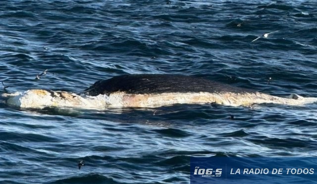 BALLENAS