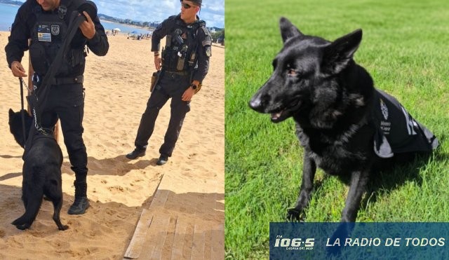 Perro policía K9
