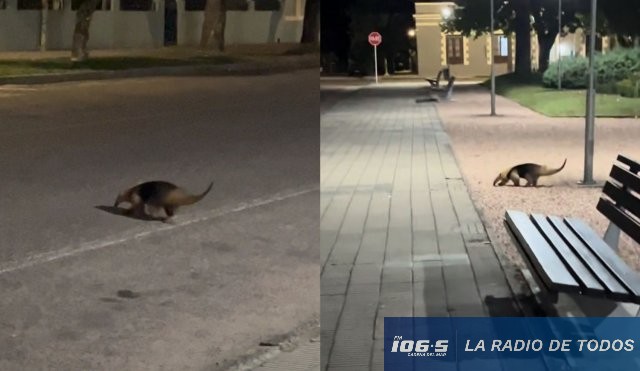 Oso Hormiguero Aiguá 