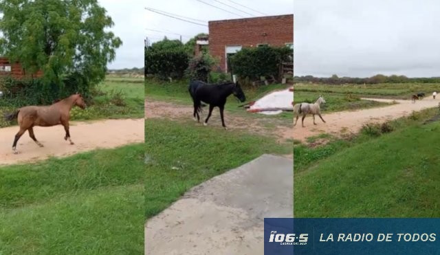 caballos suekltos 17 ombúes