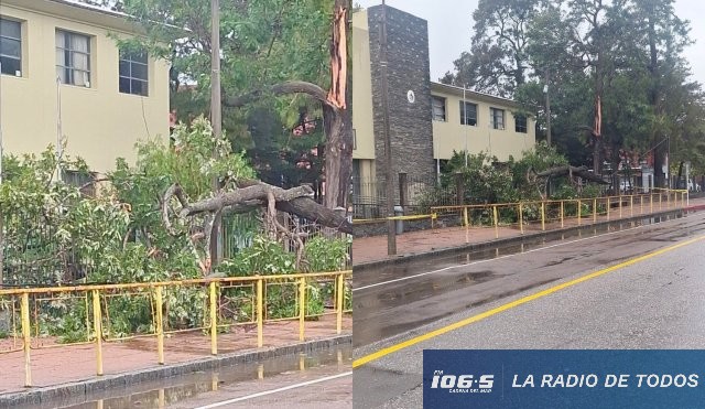 Liceo Departamental caída árbol 