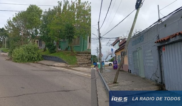 ARBOLES CAIDOS SAN CARLOS