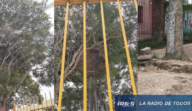 Escuela 95 árbol caído 