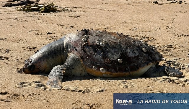 Tortuga cabezona muerta 