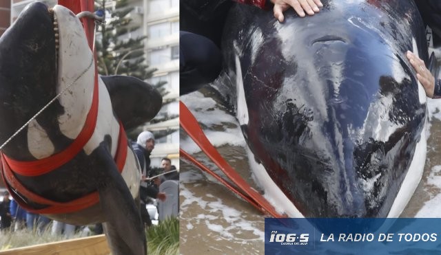 ballena 2