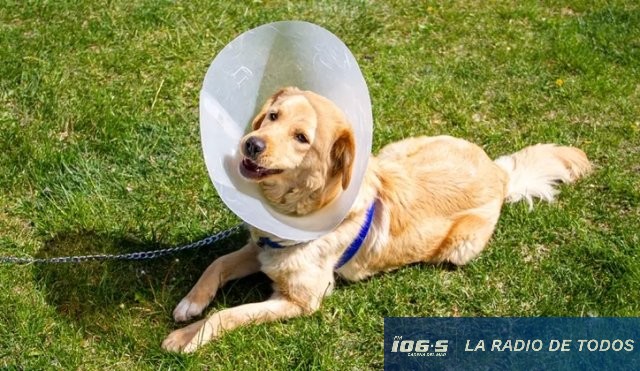 Sanidad animal: jornada de castraciones caninas gratuitas este viernes en el refugio departamental.