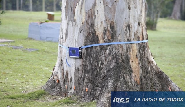 tomografo arboles