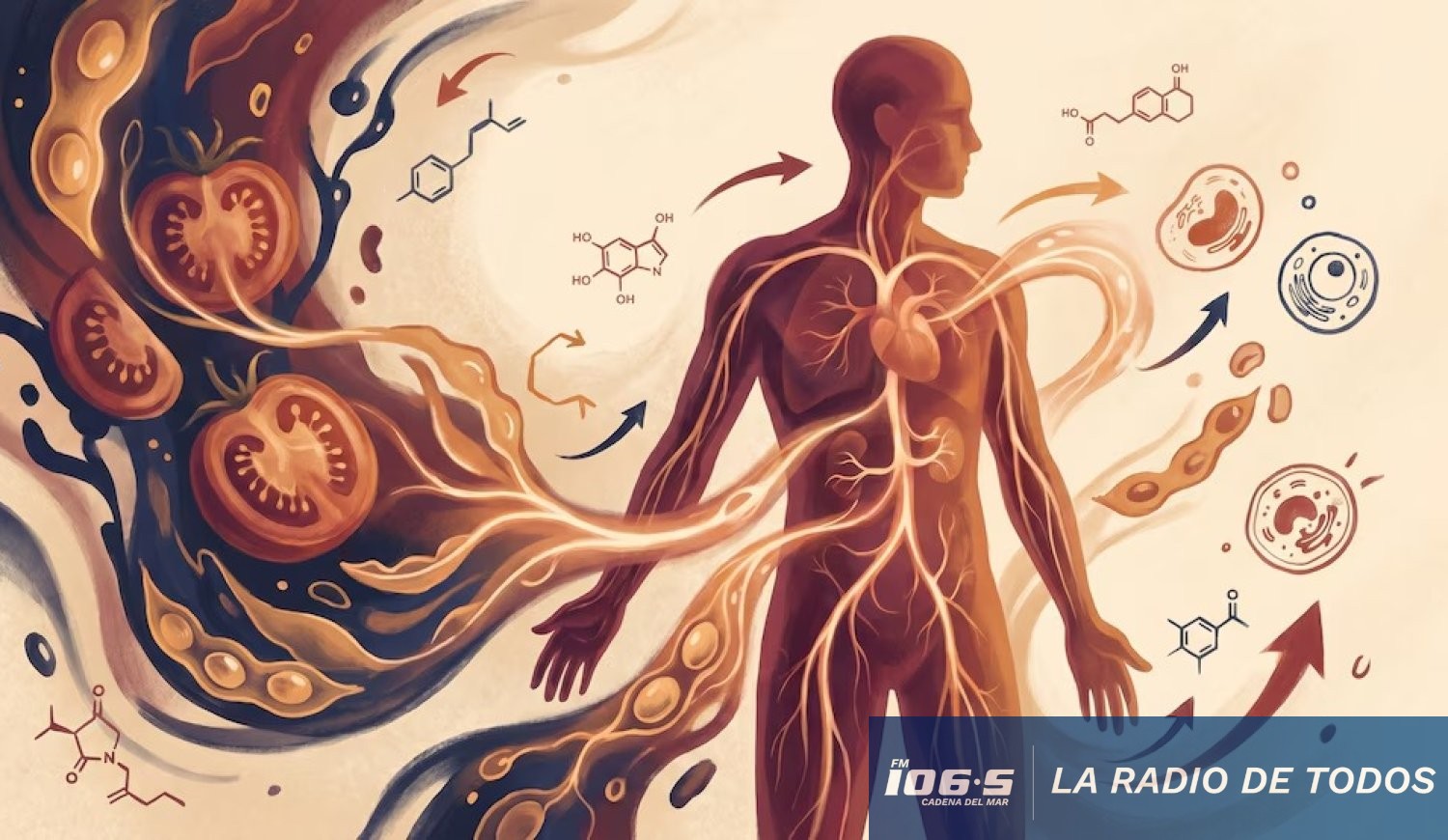 metabolismo