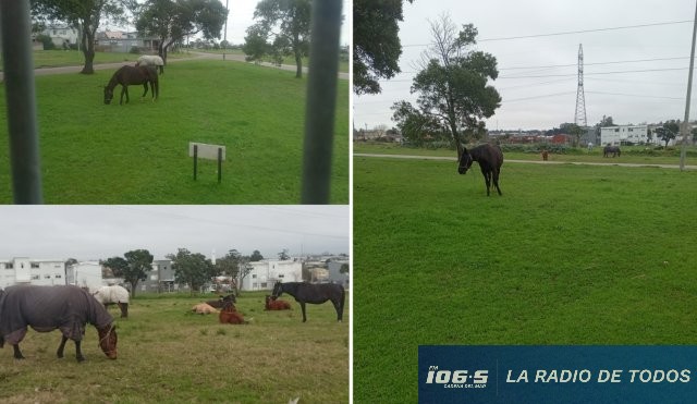 Caballos sueltos (Barrio Biarritz): vecinos reclaman medidas urgentes ante la presencia de equinos en la vía pública.