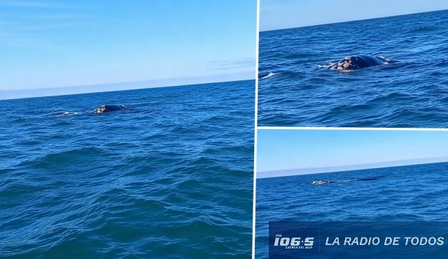 Ballenas Rocha 
