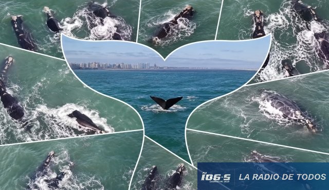 Ballenas Punta Salinas