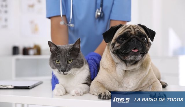 Bienestar animal (Maldonado): conozca el calendario de castraciones de esta semana.