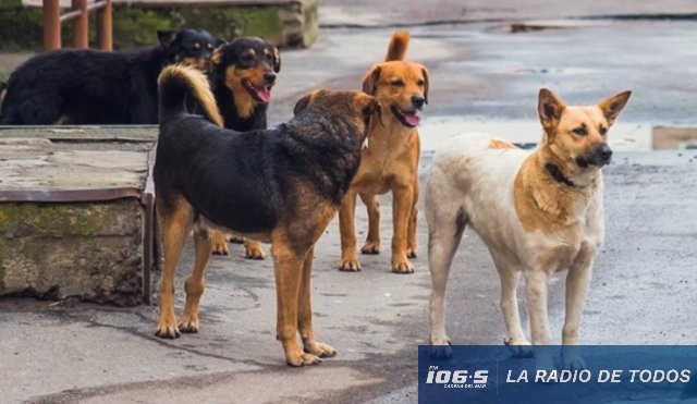 Perros sueltos (Zona Oeste): ataques y accidentes en la vía pública generan reclamos de vecinos.