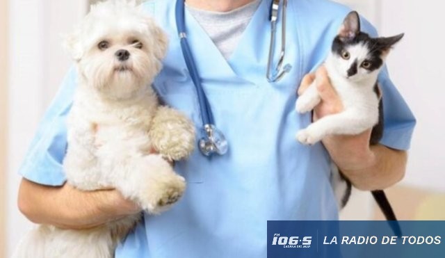 Bienestar Animal (Maldonado): Conozca la agenda de castraciones de agosto.