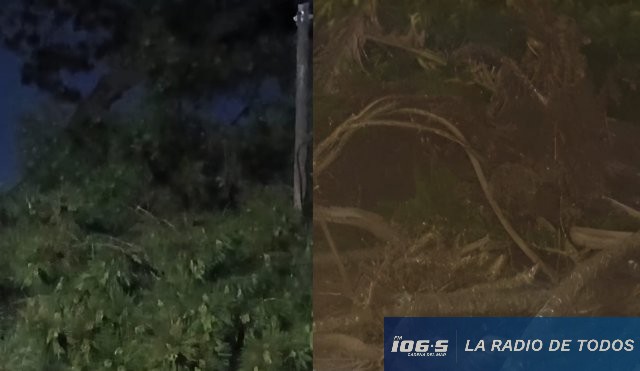 Temporal ramas caídas 