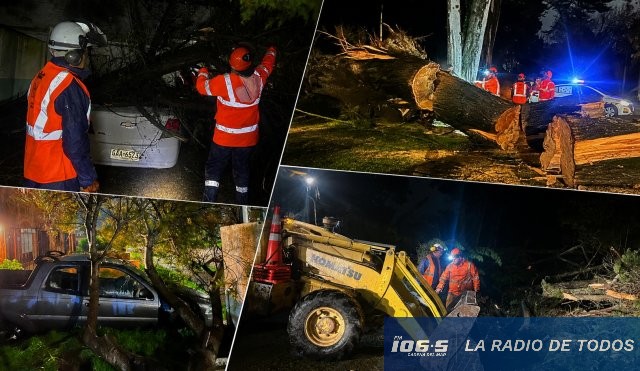Actuaciones árboles caídos 