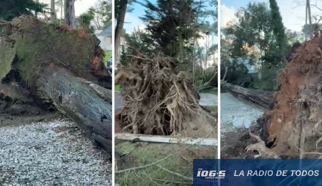 Temporal (Maldonado): cayó un pino de más de 20 metros sobre la entrada de un chalet en Avenida San Pablo y calle Guarajá.