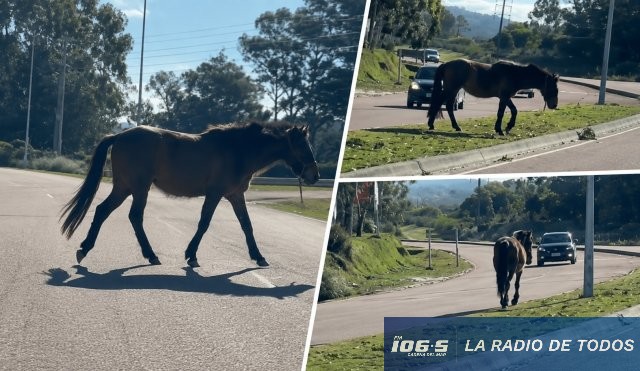 Caballo suelto Maldonado 