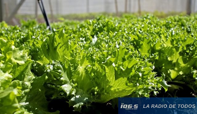 lechuga carne 1