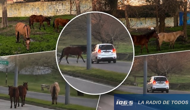 Caballos sueltos 
