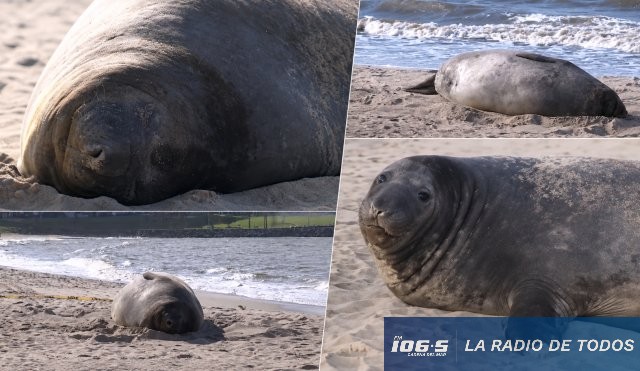 Elefante marino Montevideo 