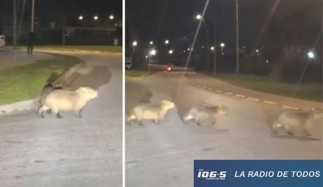 Fauna (Maldonado): carpinchos sorprendieron a vecinos y transeúntes en la zona del 
