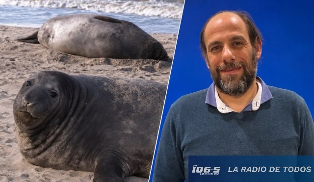 jaime coronel elefante