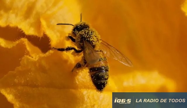 comp insecto 3