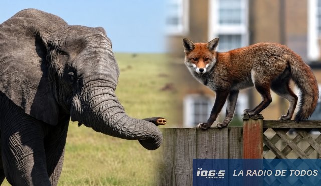 zorro al elefante port
