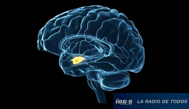 el eustres 2