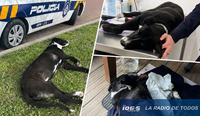 Perrita URPM II Maldonado 