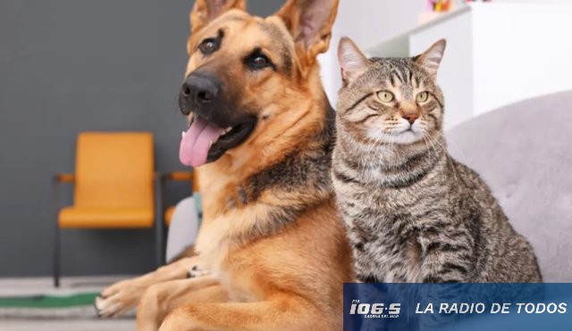 gato y perro