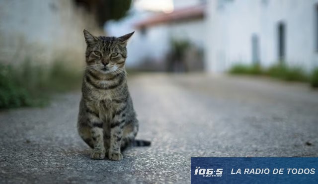 gatos dubai