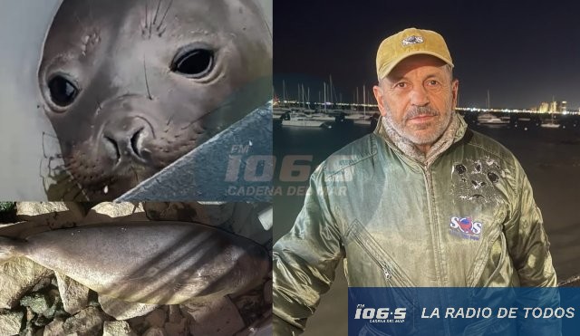 Francisca (Punta del Este): “Sobrevivió y se la ve en muy buen estado”.